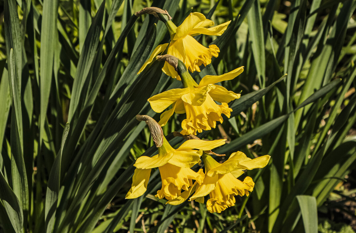 Непогодится, но их время цветения. - Петр Беляков