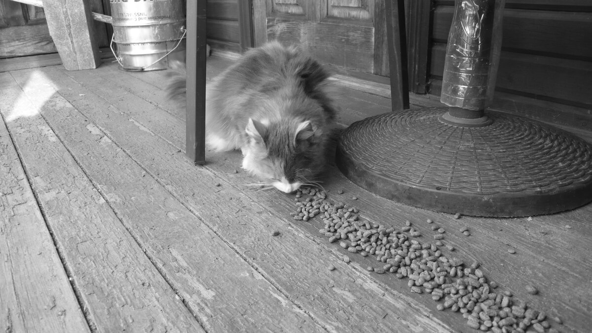 Мечты о ч/б Лейке 104. - Михаил Елочкин