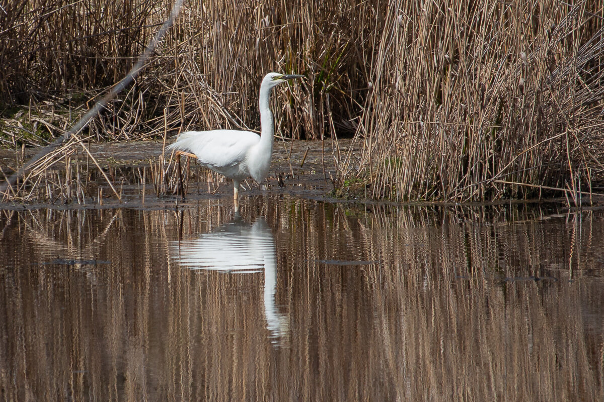 Белая цапля. - Геннадий Порохов