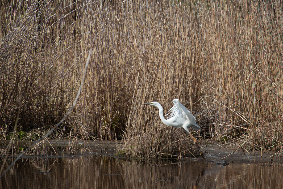Белая цапля. - Геннадий Порохов