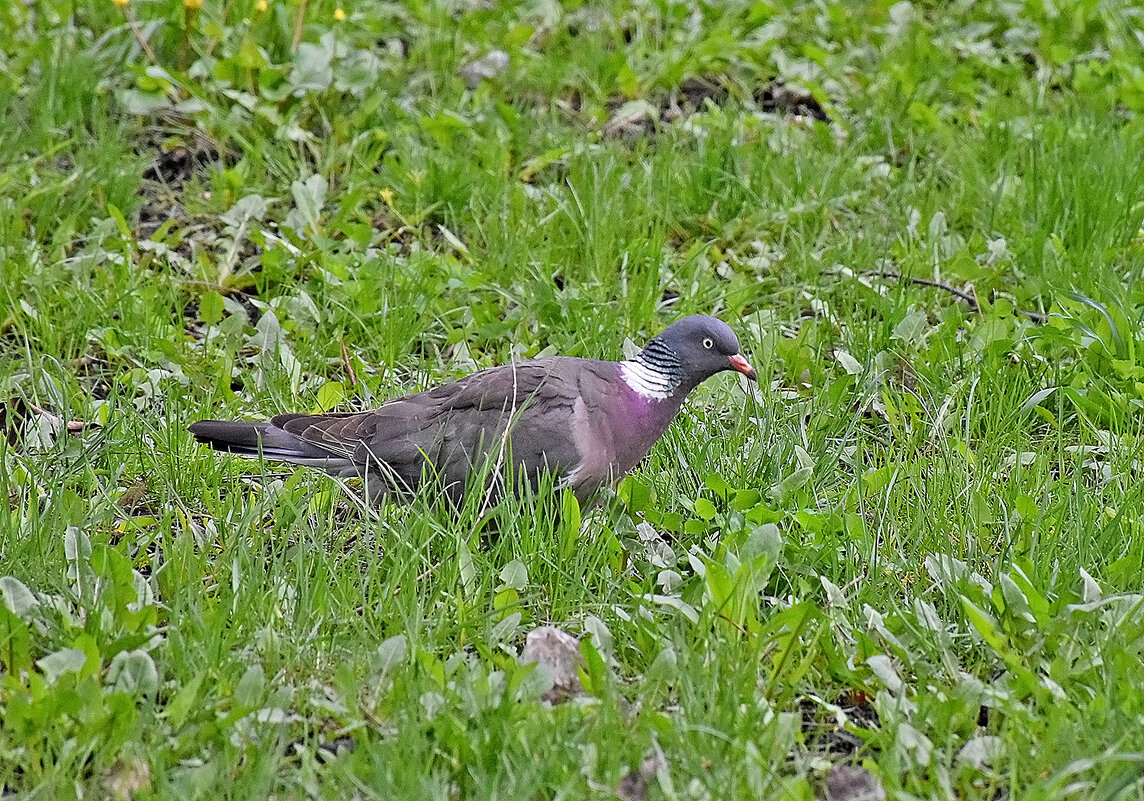 Какой же ты огромный! - Валентина  Нефёдова 