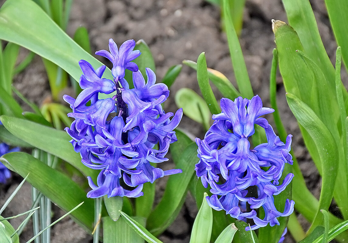 Универсальный гиацинт! - Валентина  Нефёдова 