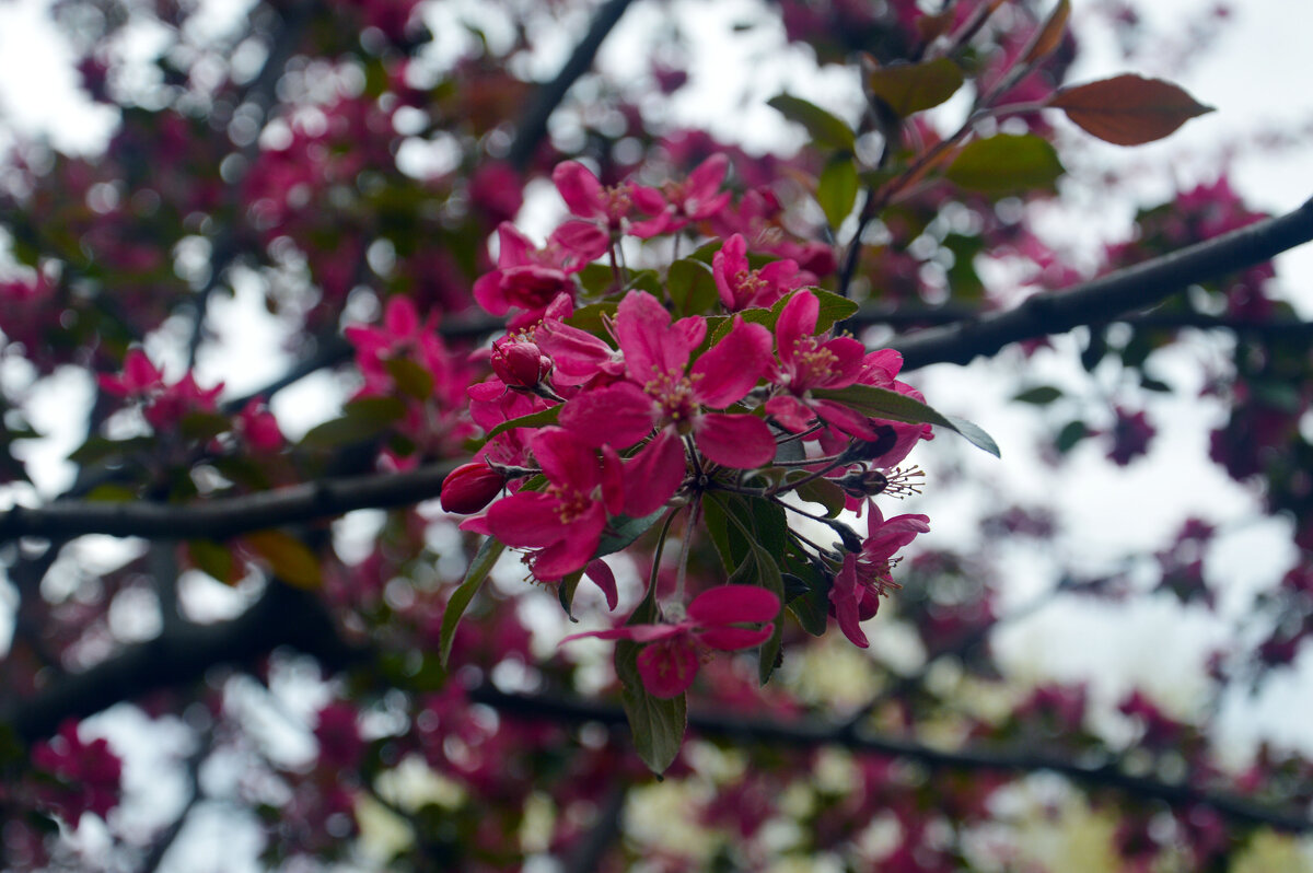 Какое-то дерево. - Юрий Словецкий