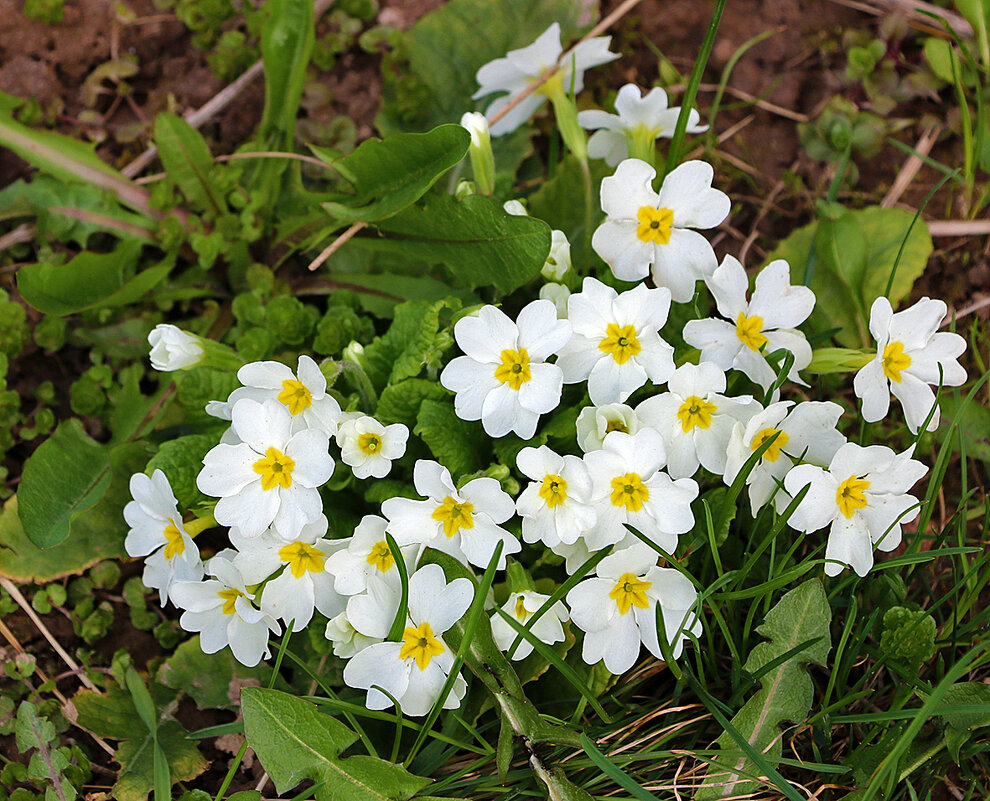 Весёлая семейка (Такая разная примула) - Светлана 