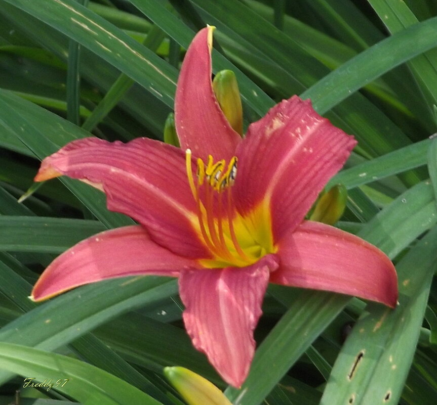 Лилейник - Freddy 97