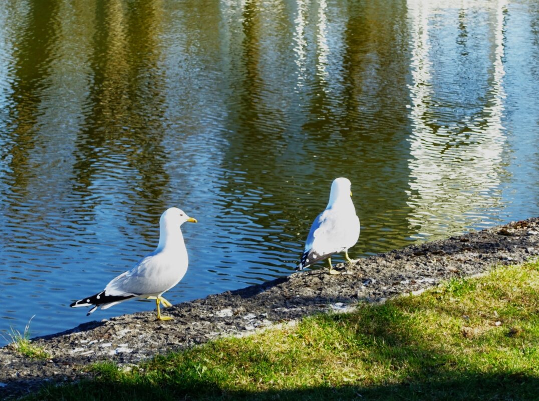 Поспешим уже в беседку.. - Aida10 