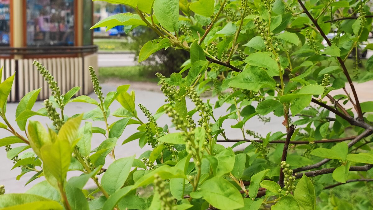 ,,, - Сергей Тимоновский