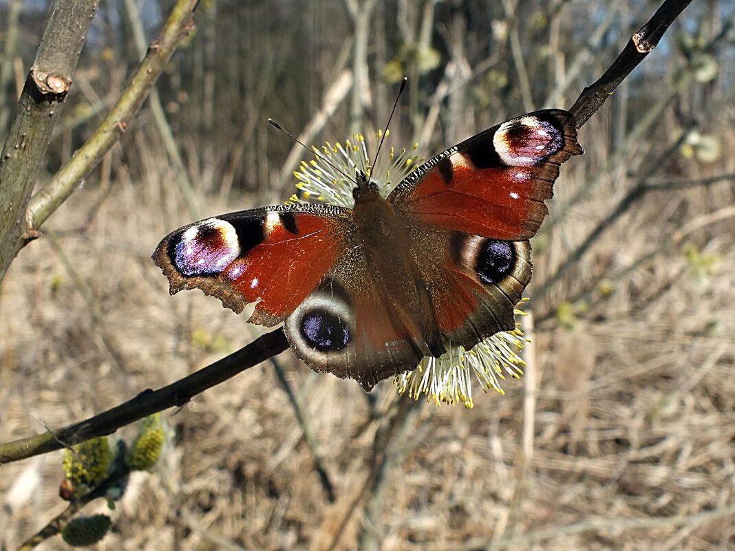 Весна - Зоя Мишина