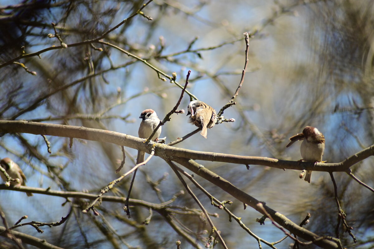 почесушки - Константин Сафронов