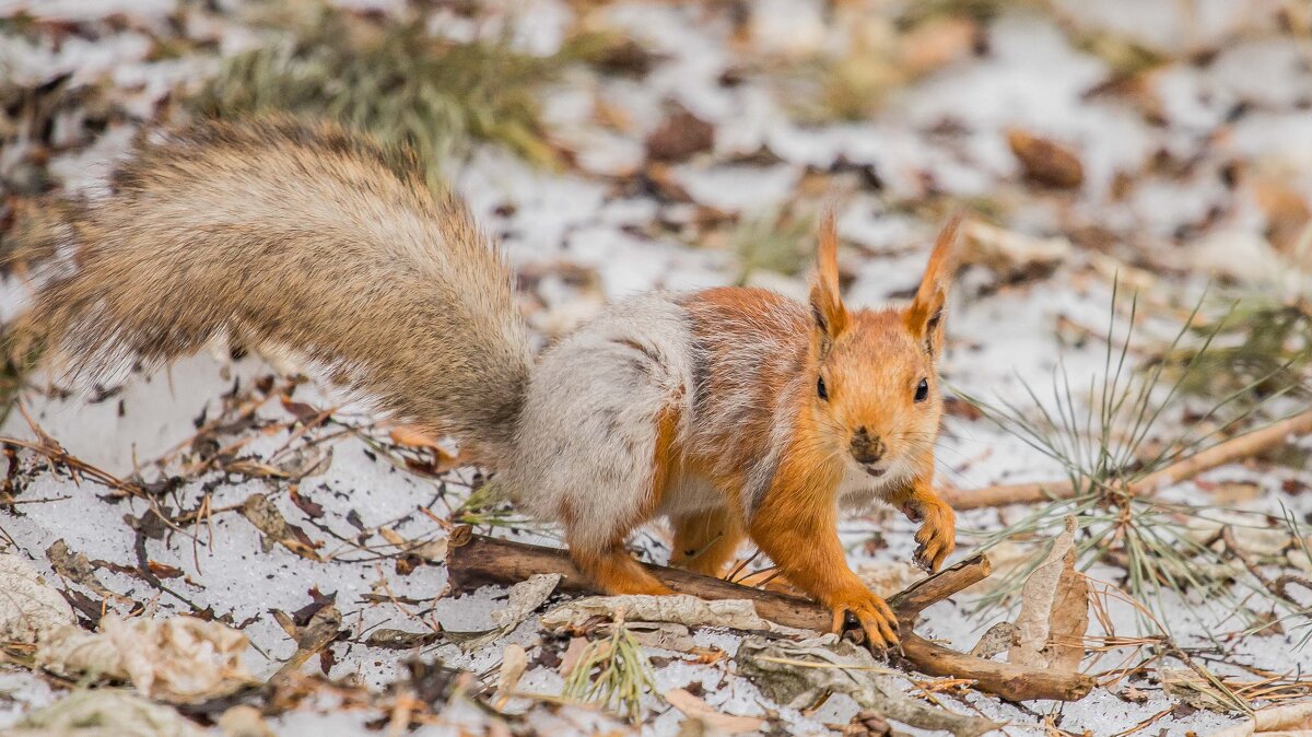 БЕЛКА - Аркадий Лаптенко