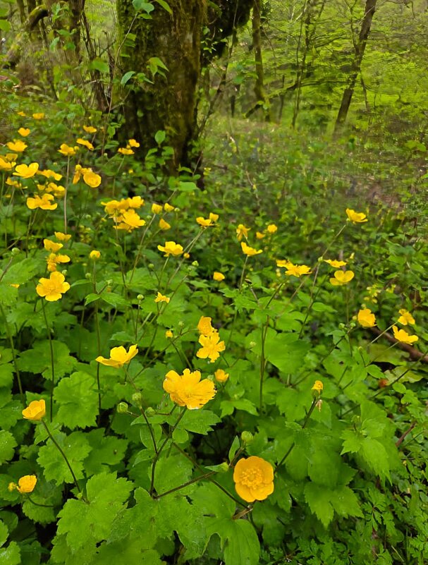 ПРОГУЛКА В ЛЕСУ - Tata Wolf