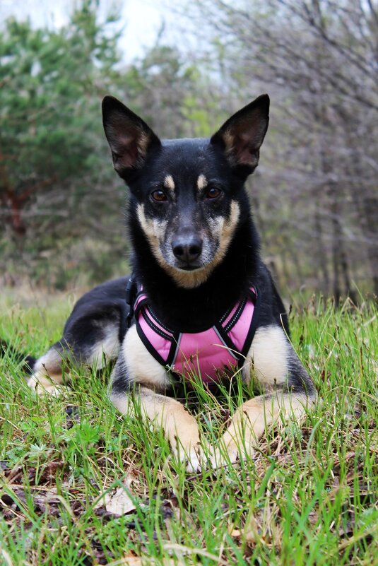 *** - Андрей Л. В.