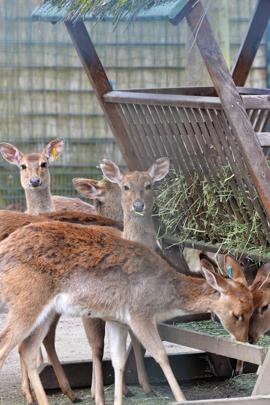 лейпциг2026 - Алексей Короткевич