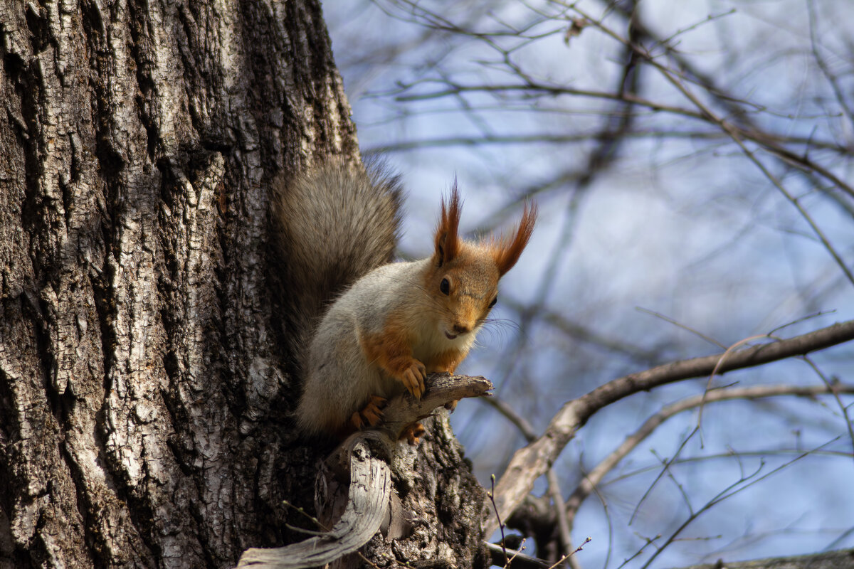 Белка. - Александр. AVG100 ---