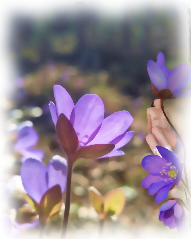 Весна - liudmila drake