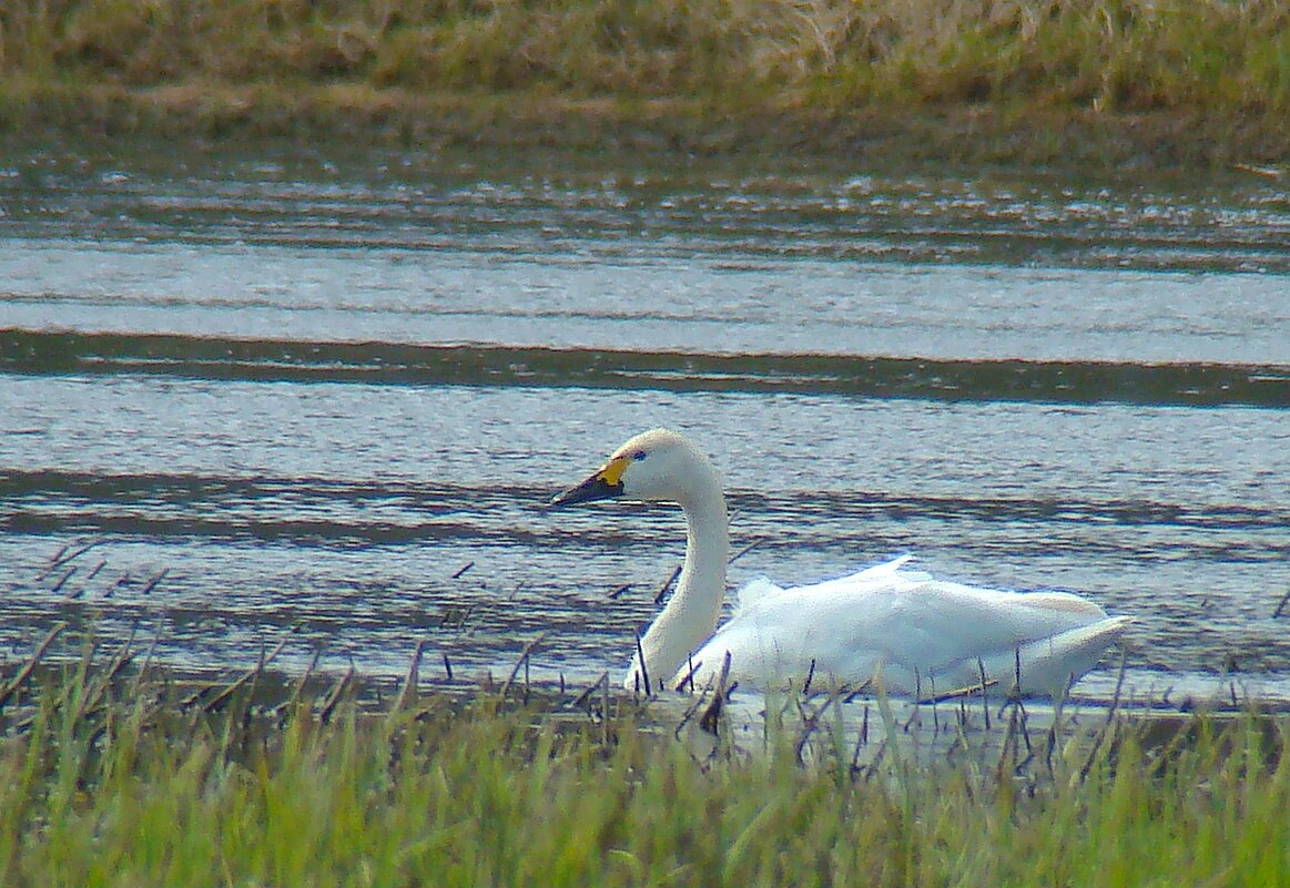 малый или тундровой лебедь - gawrilа - dan