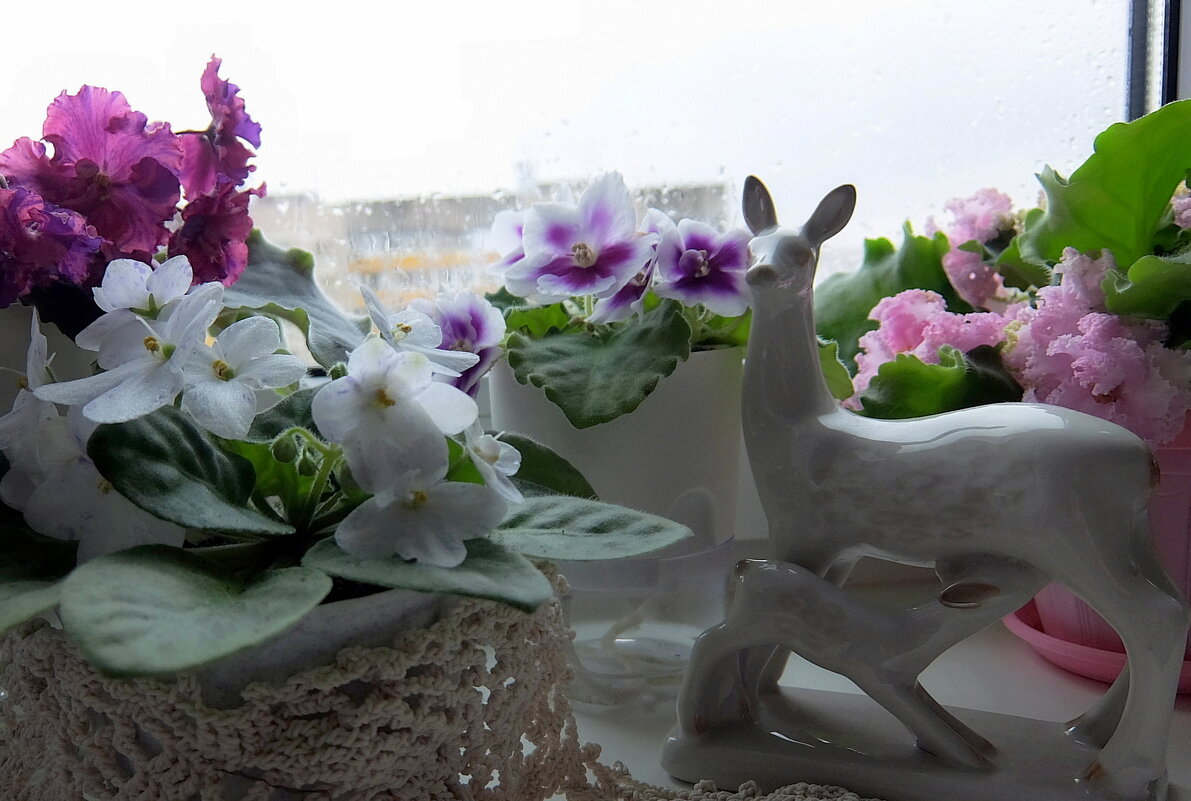 Фиалки цветут для души! - Люба 