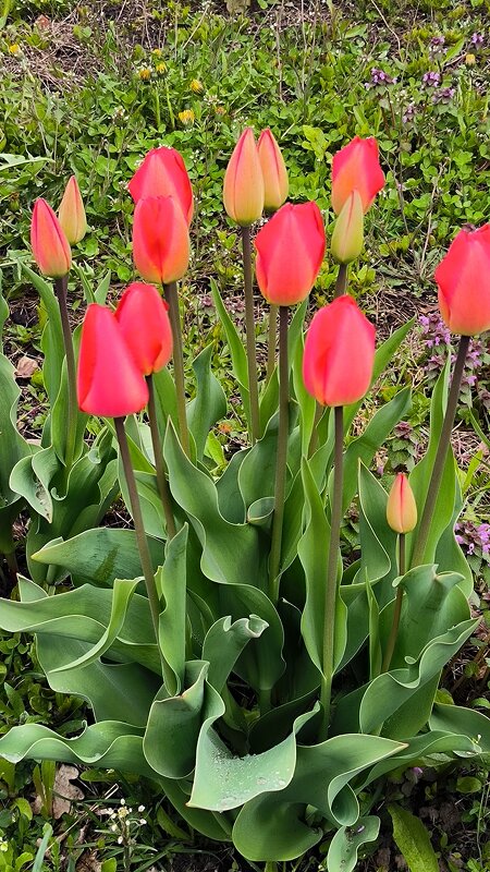 Время цветения тюльпанов! - Ольга 