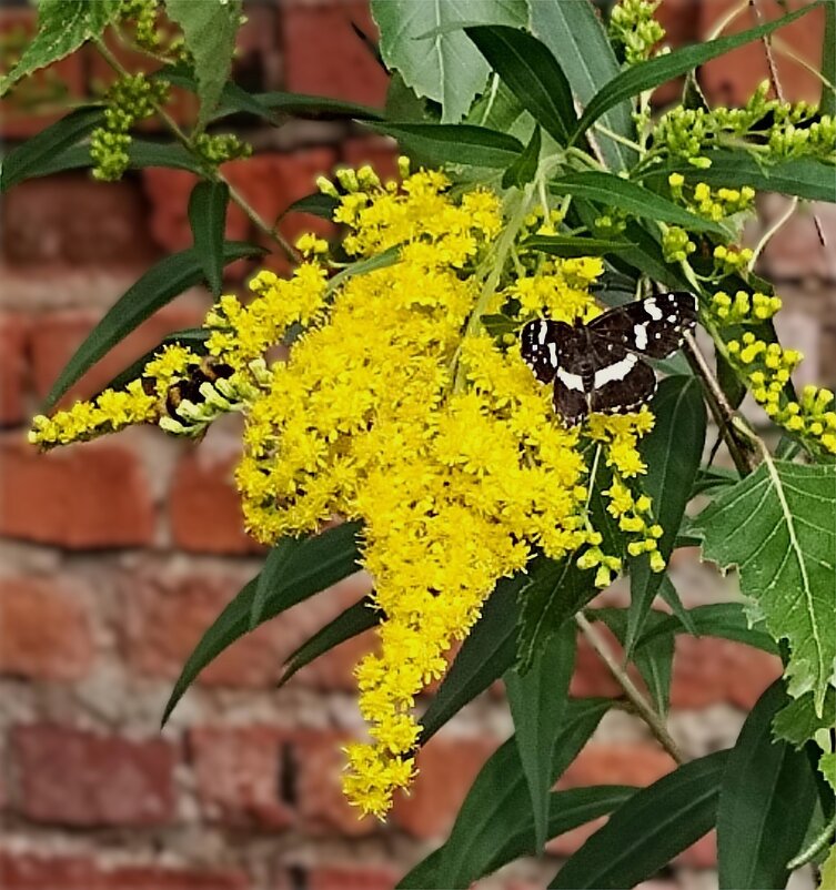 Бабочка - Марина Кушнарева