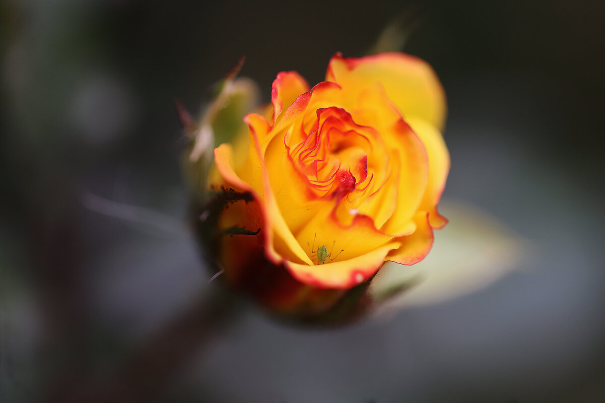 Мелкая роза - Татьяна Салиева