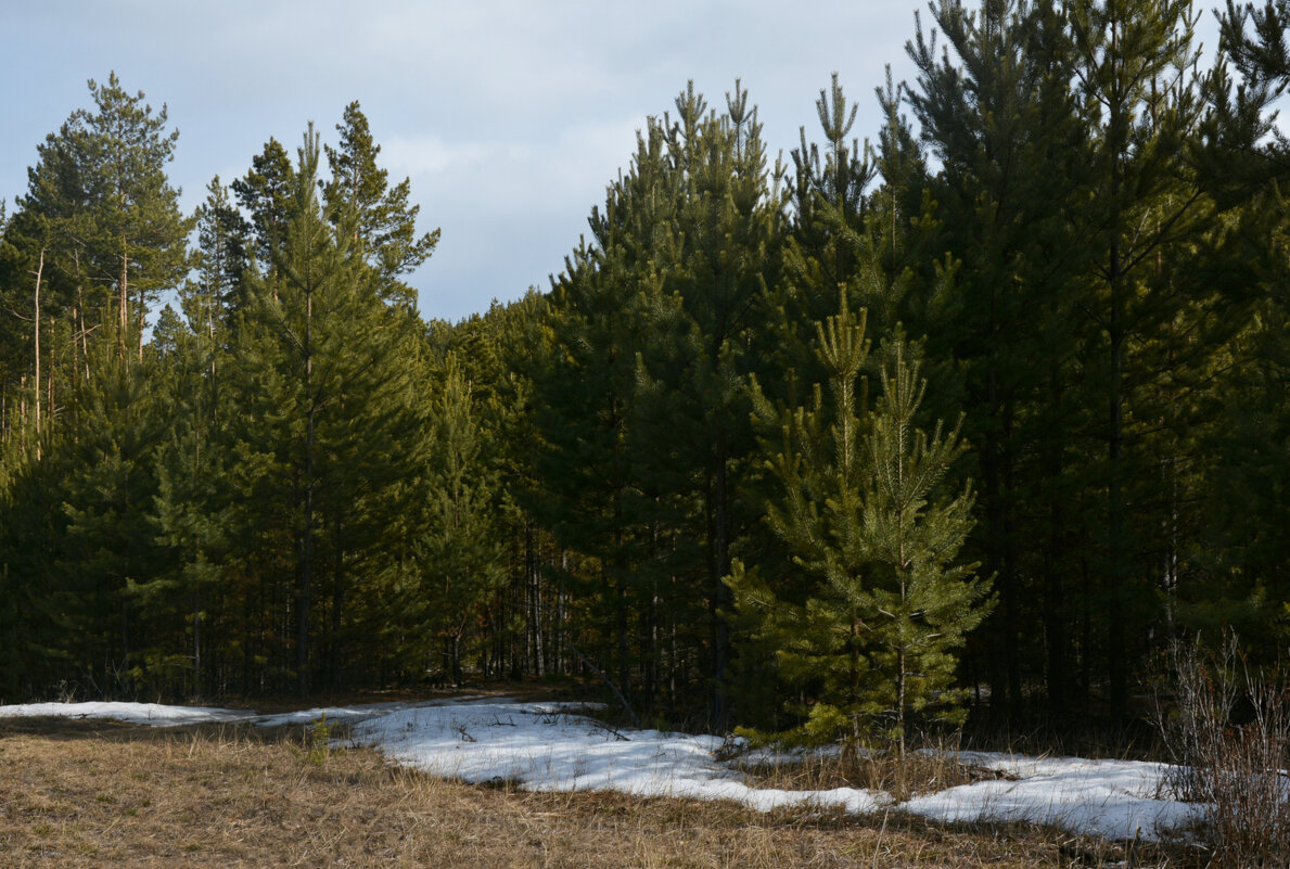 *** - Наталья Покацкая