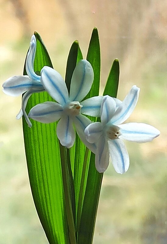 У подснежников - весна! - veilins veilins