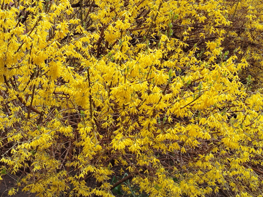 Уже не форзиия - Александр Чеботарь