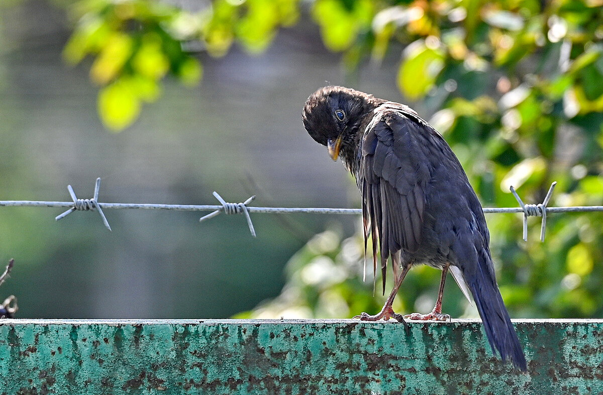 Вот так вот... - Николай Саржанов