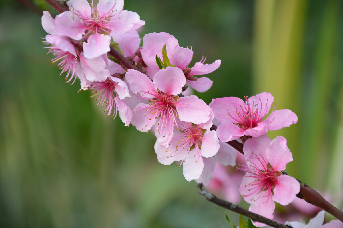 Персик - Надежда Куркина 