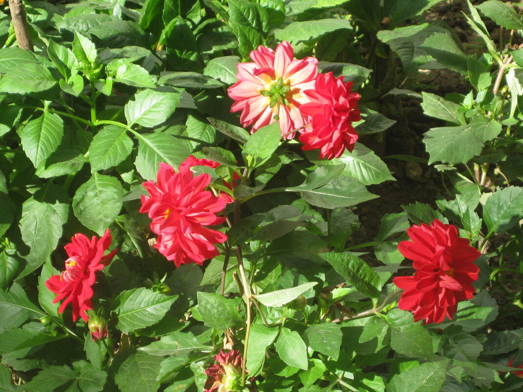 Георгины однолетние Весёлые Ребята - Дмитрий Никитин