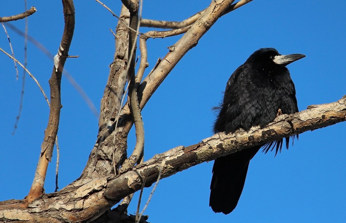 Грачи прилетели - Олегъ Петрович