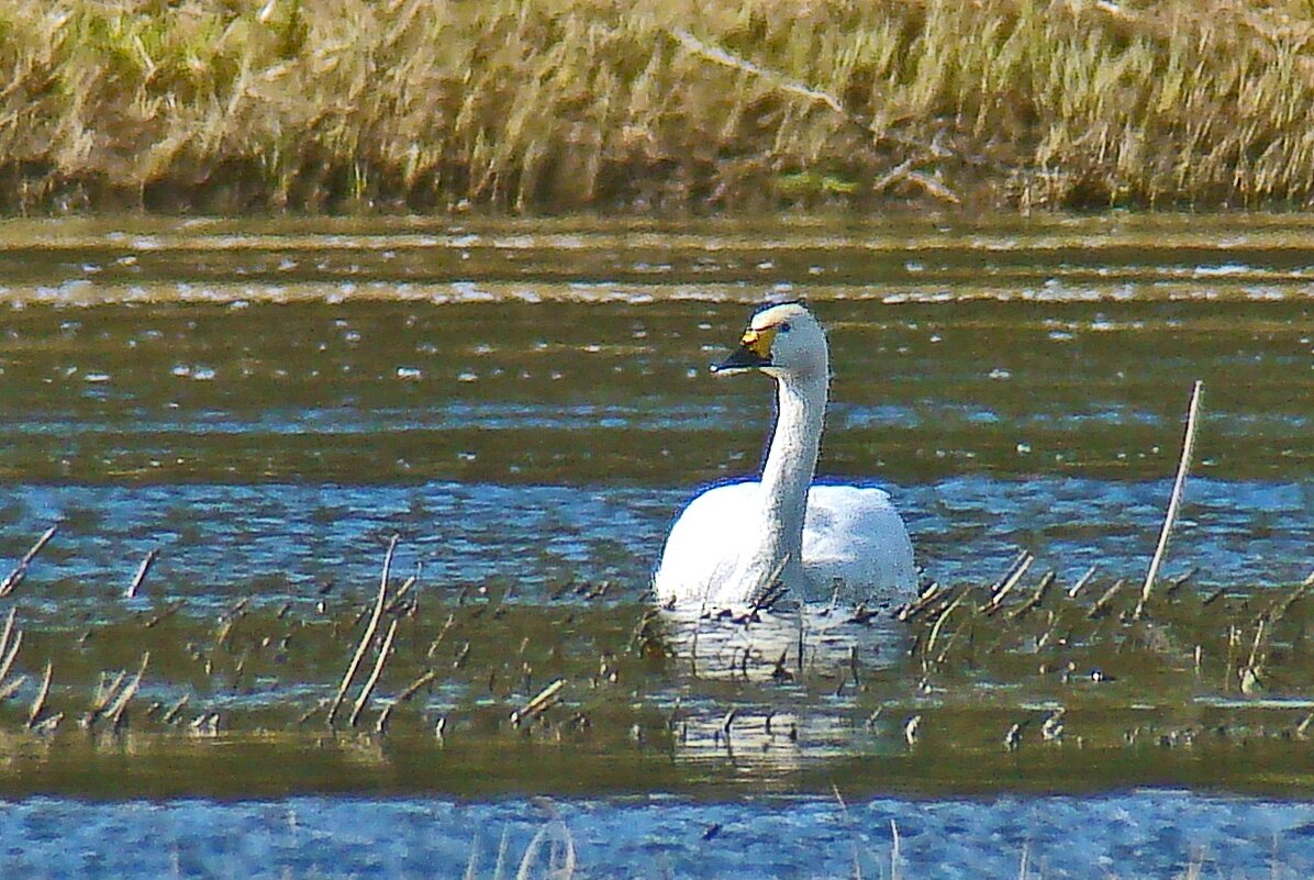 малый или тундровой лебедь - gawrilа - dan