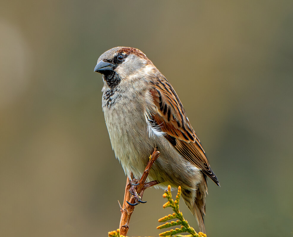 Орел - Viktor Makarov