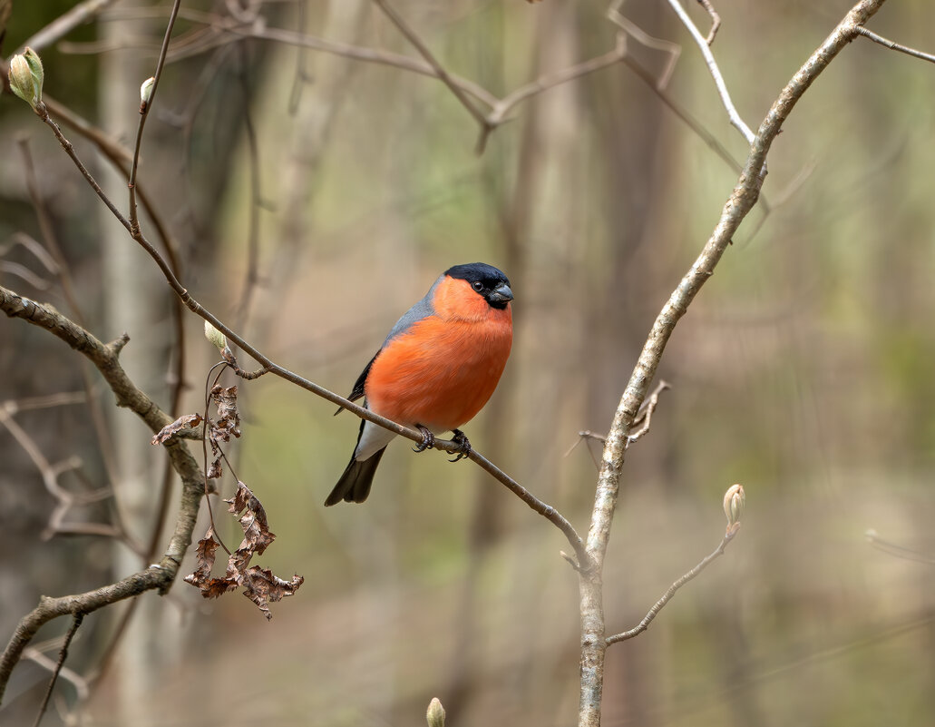 Снегирь - Viktor Makarov