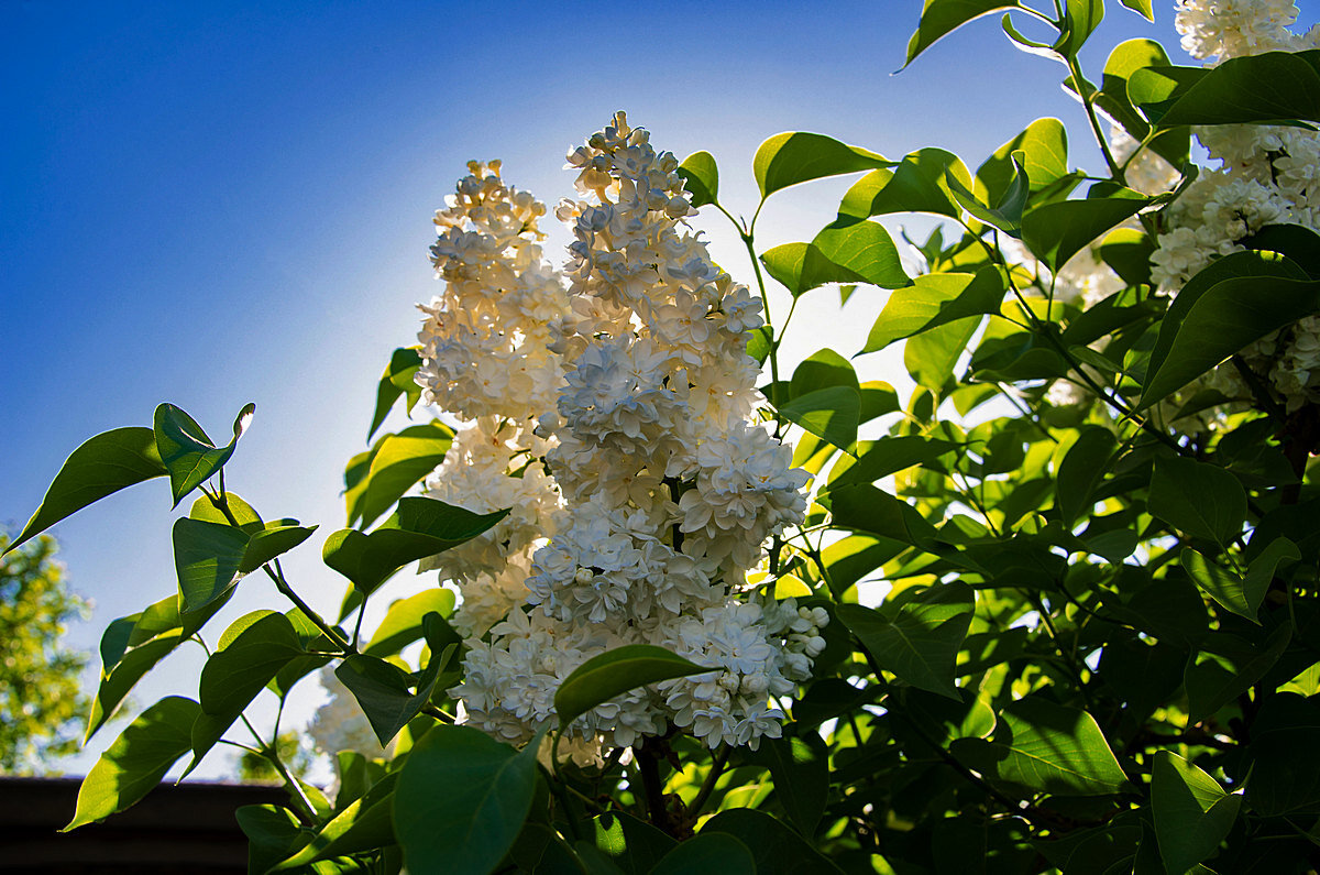 весна - Aleksandr .