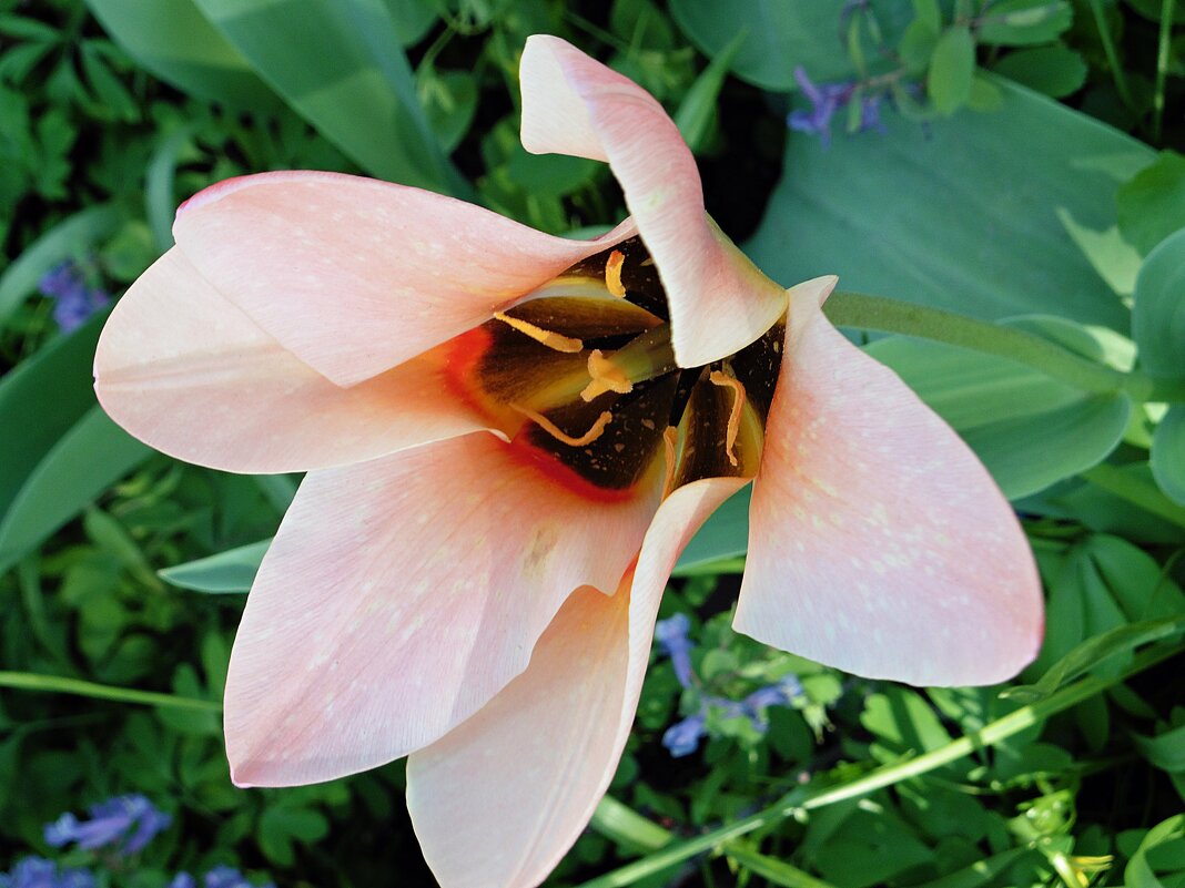 Весеннее цветение - Лидия Бусурина