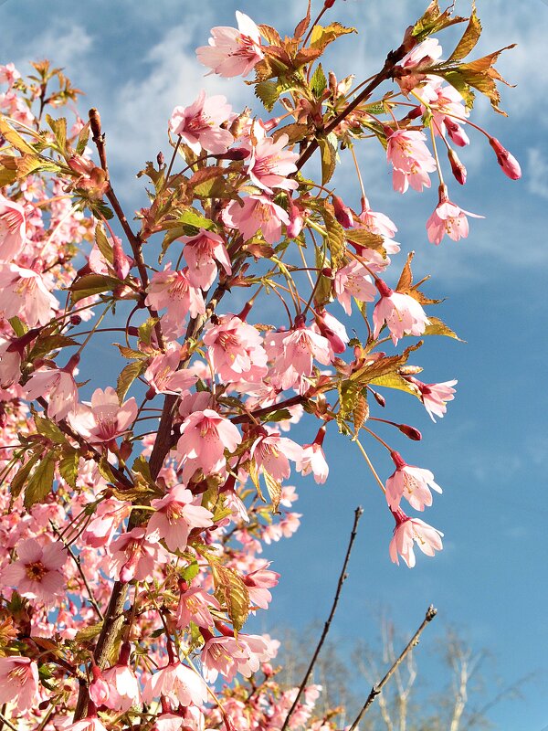 Расцвела сакура - Лидия Бусурина