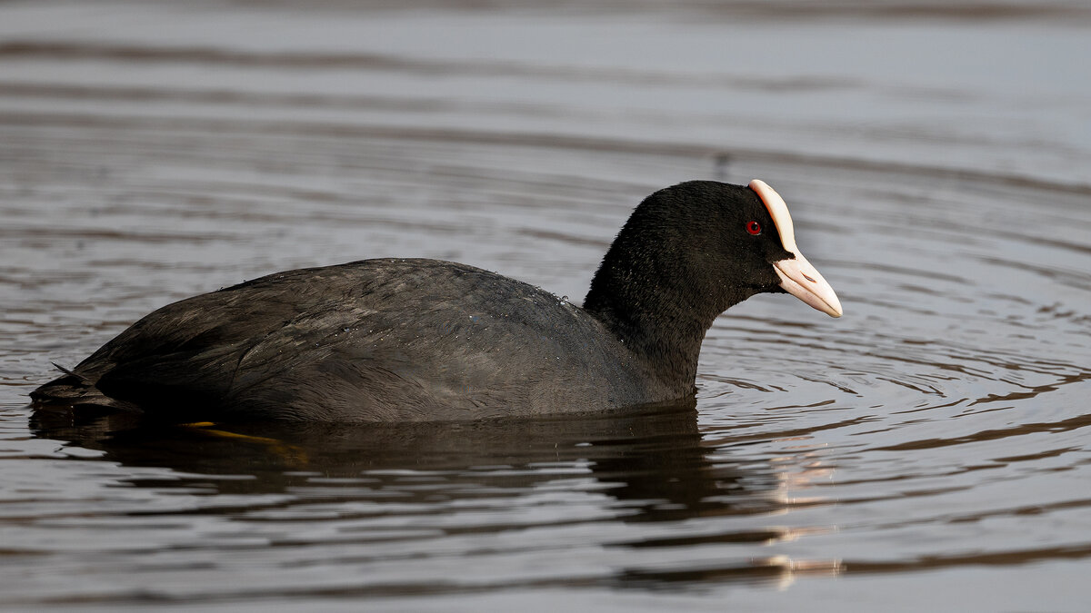 Лысуха - Владимир Лазарев