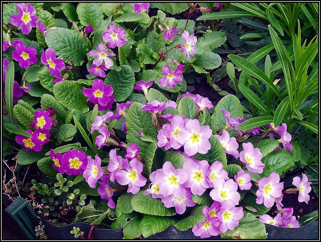 Прима среди первоцветов - Ольга Довженко