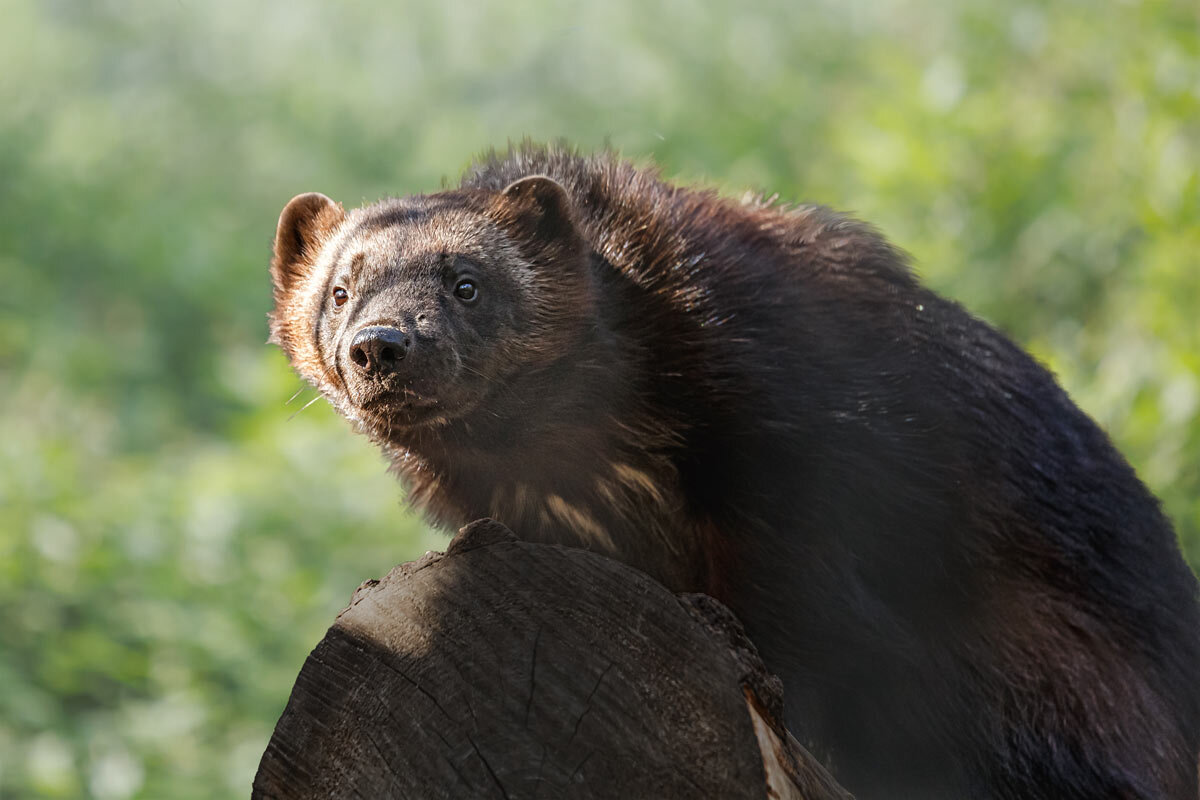 Россомаха - SanSan 