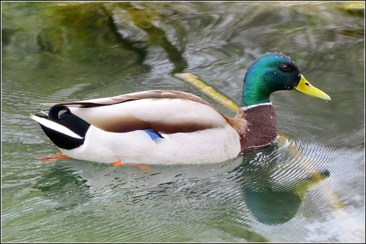 Селезень - Сеня Белгородский