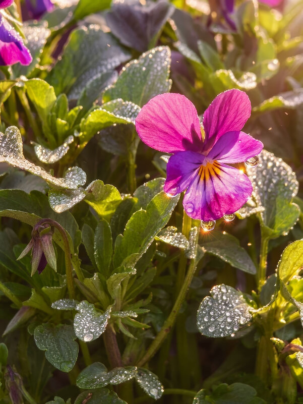 Свежесть - Валерий Ткаченко