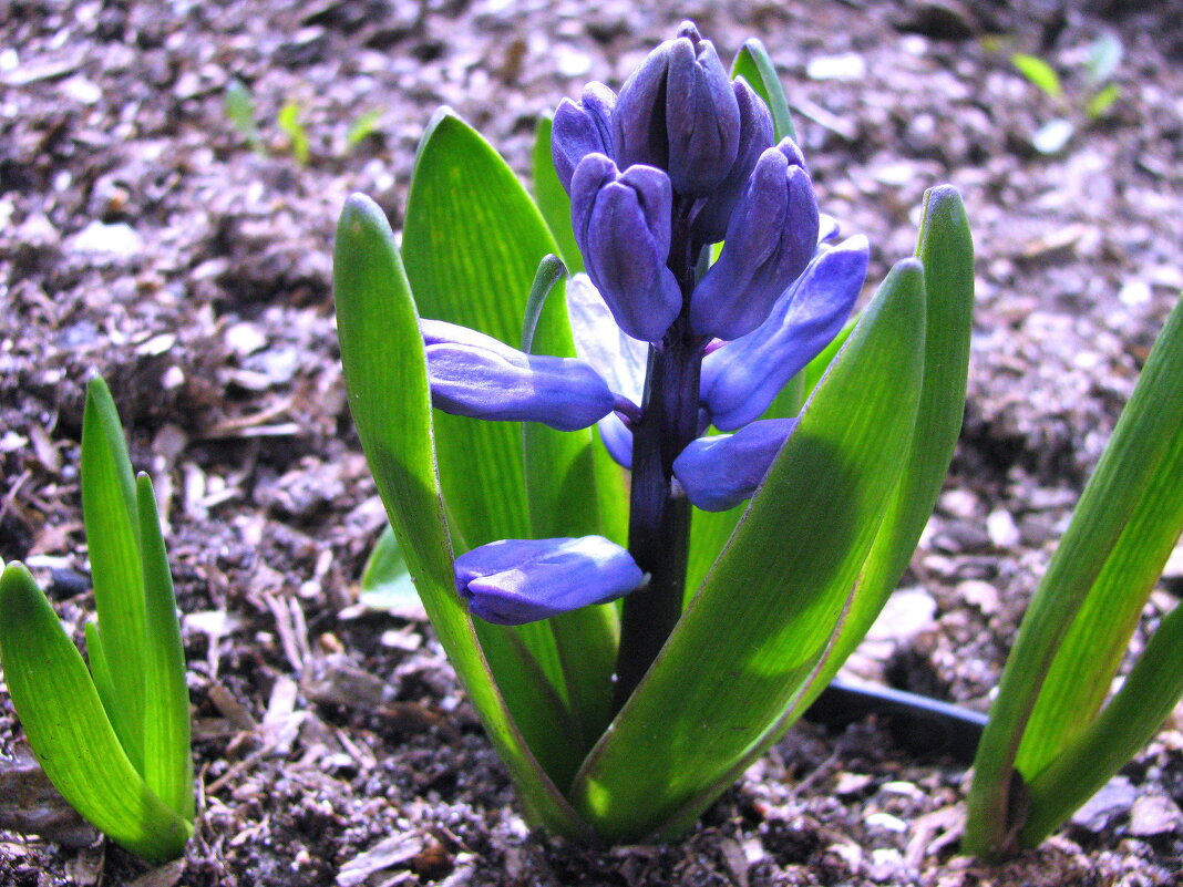 Гиацинт зацветает - Людмила Смородинская