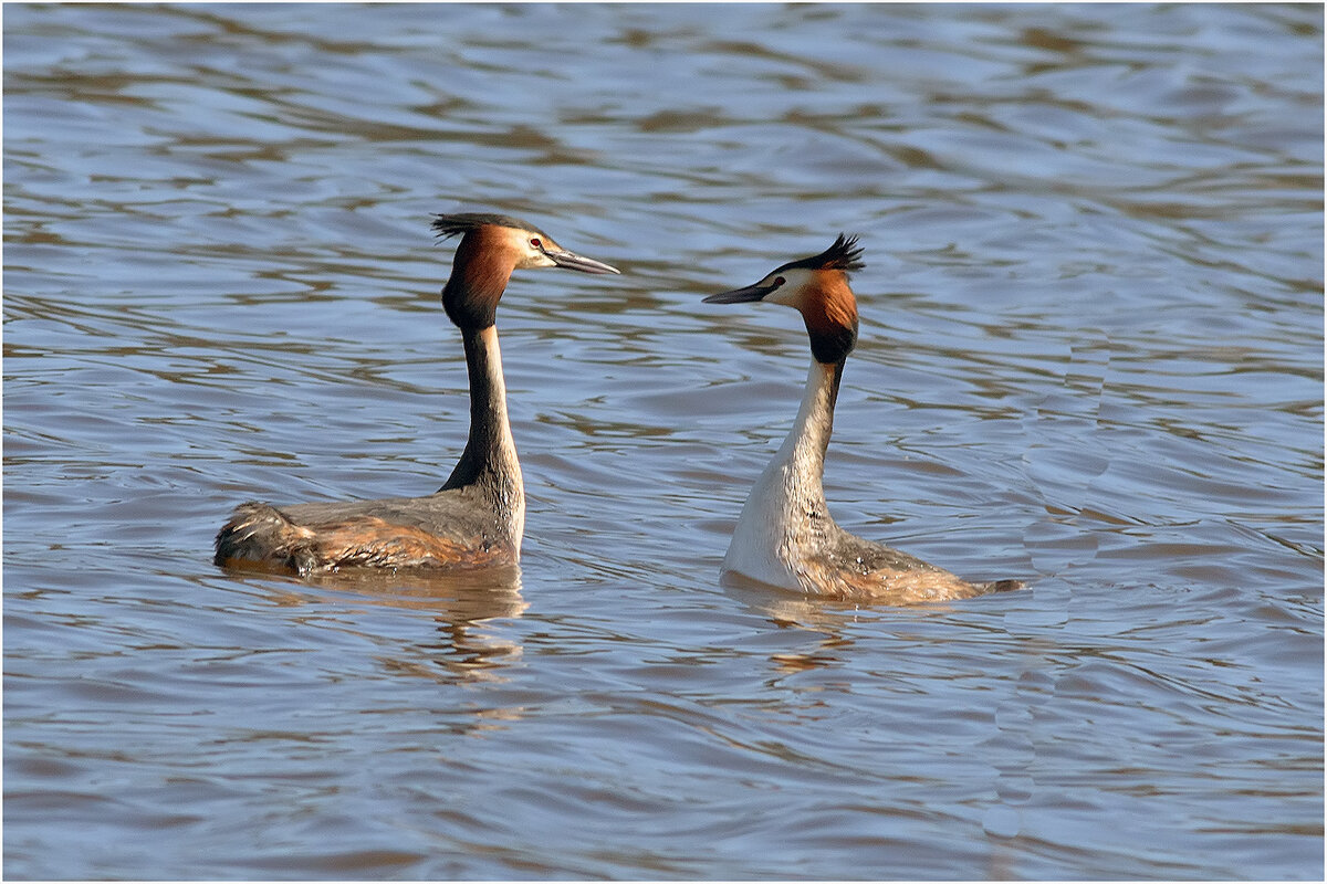 Чомги - Валентин Котляров