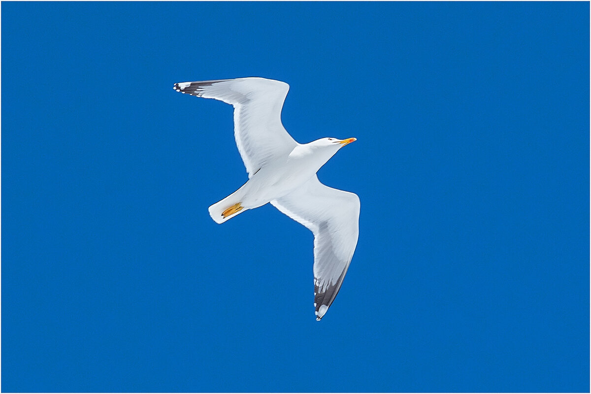 Полёт - Валентин Котляров