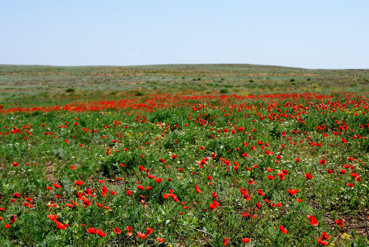 Астраханская степь. - Александр Владимирович Никитенко