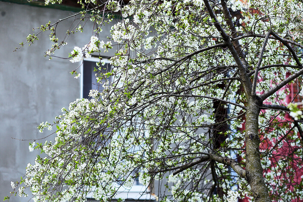 Цветение - Юрий Гайворонскiий