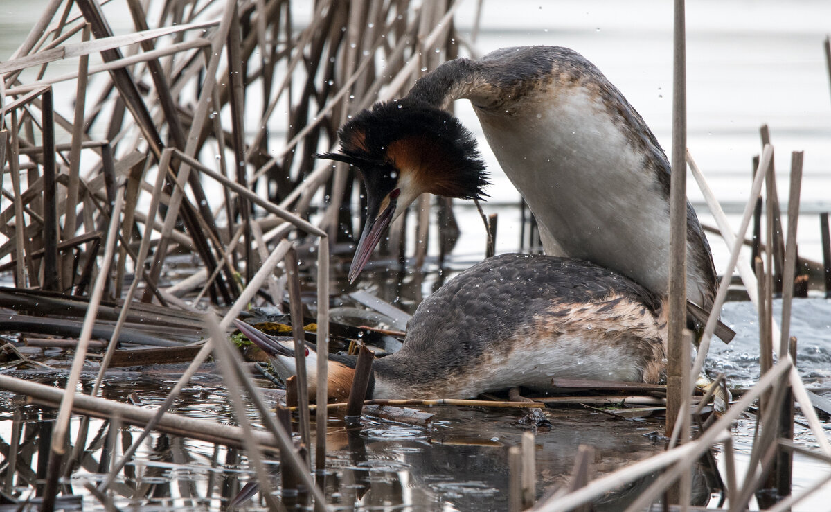 Семейные отношения. - Владимир Безбородов