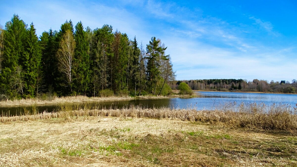 Природа Смоленщины в конце апреля. - Милешкин Владимир Алексеевич 