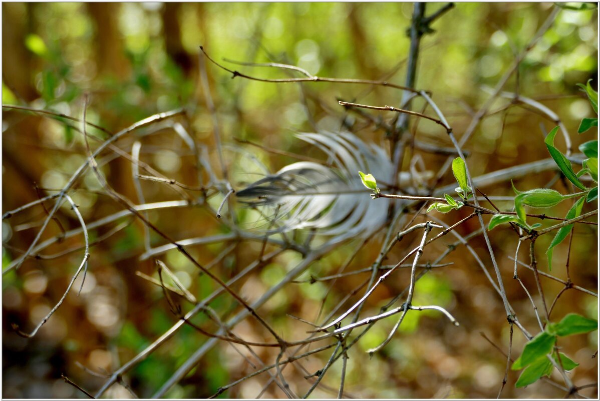 ЭТЮД... - Elvira E. 